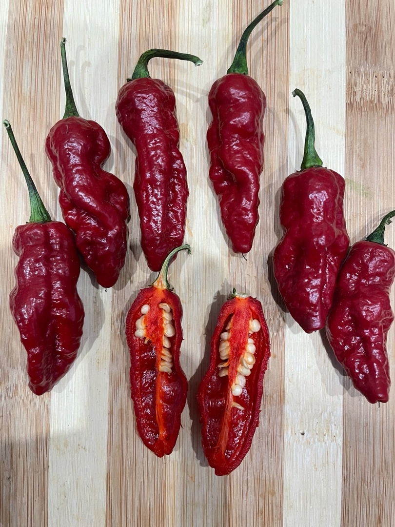 Выращивание острого перца Bhut Jolokia Red - фото 2
