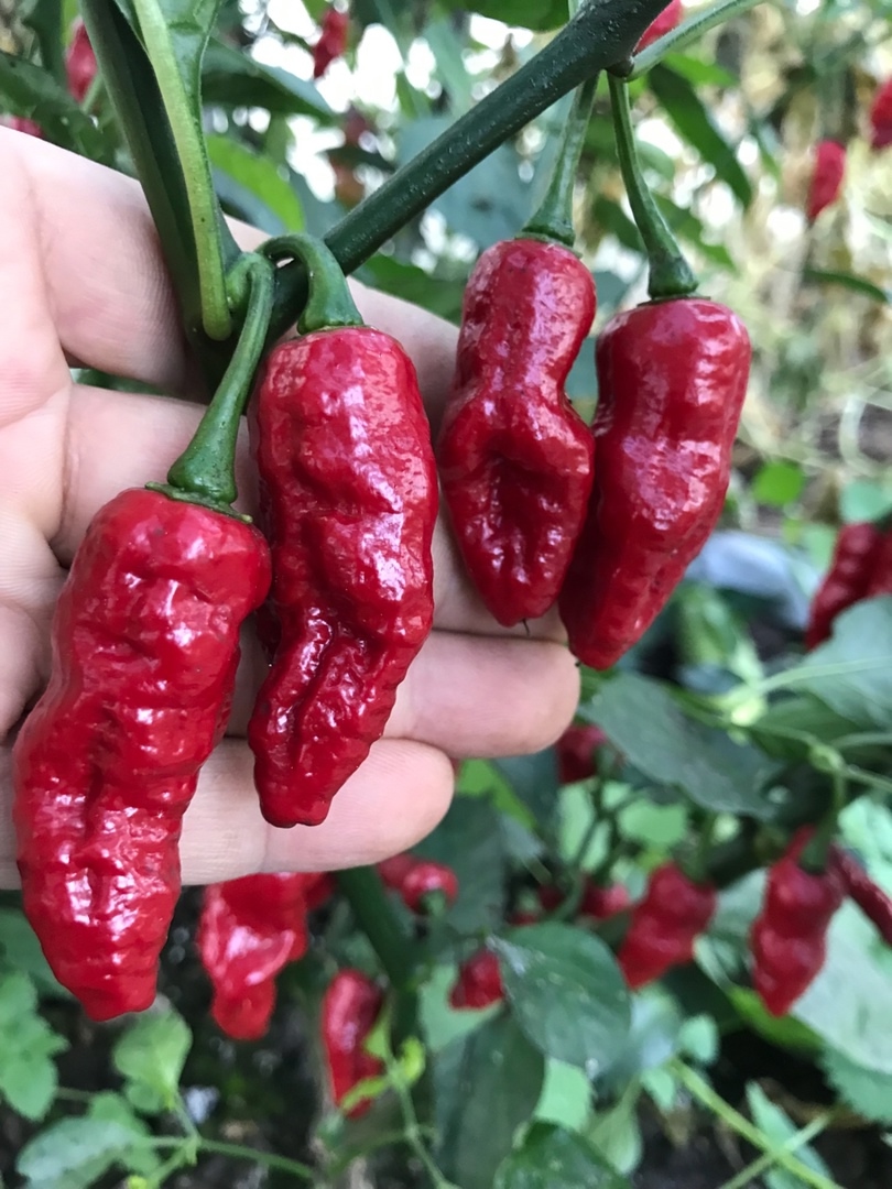 Сорт острого перца Bhut Jolokia Red - фото 3
