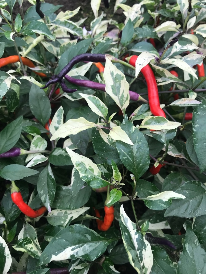 Семена острого перца Hypnos