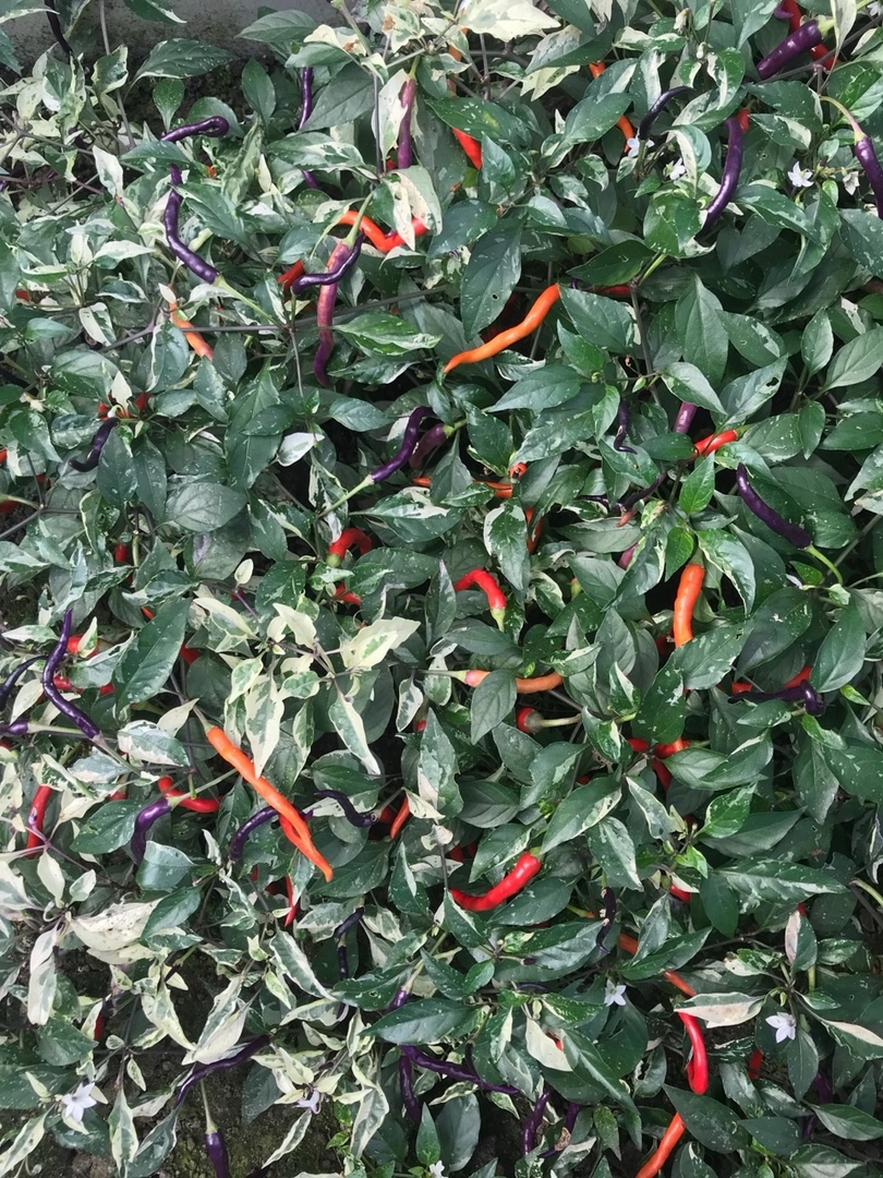 Выращивание острого перца Hypnos - фото 2