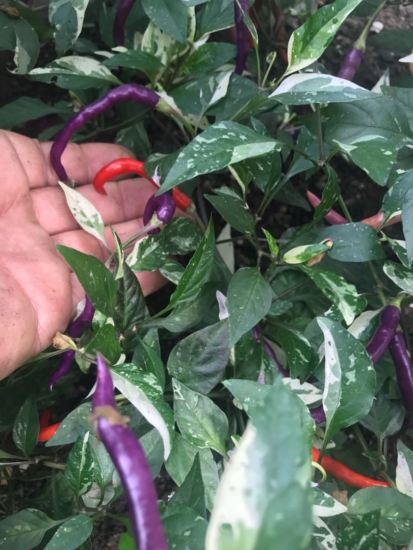 Сорт острого перца Hypnos - фото 3