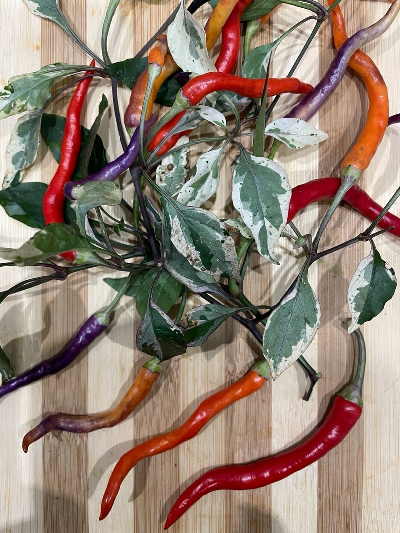 Плоды острого перца Hypnos - фото 4