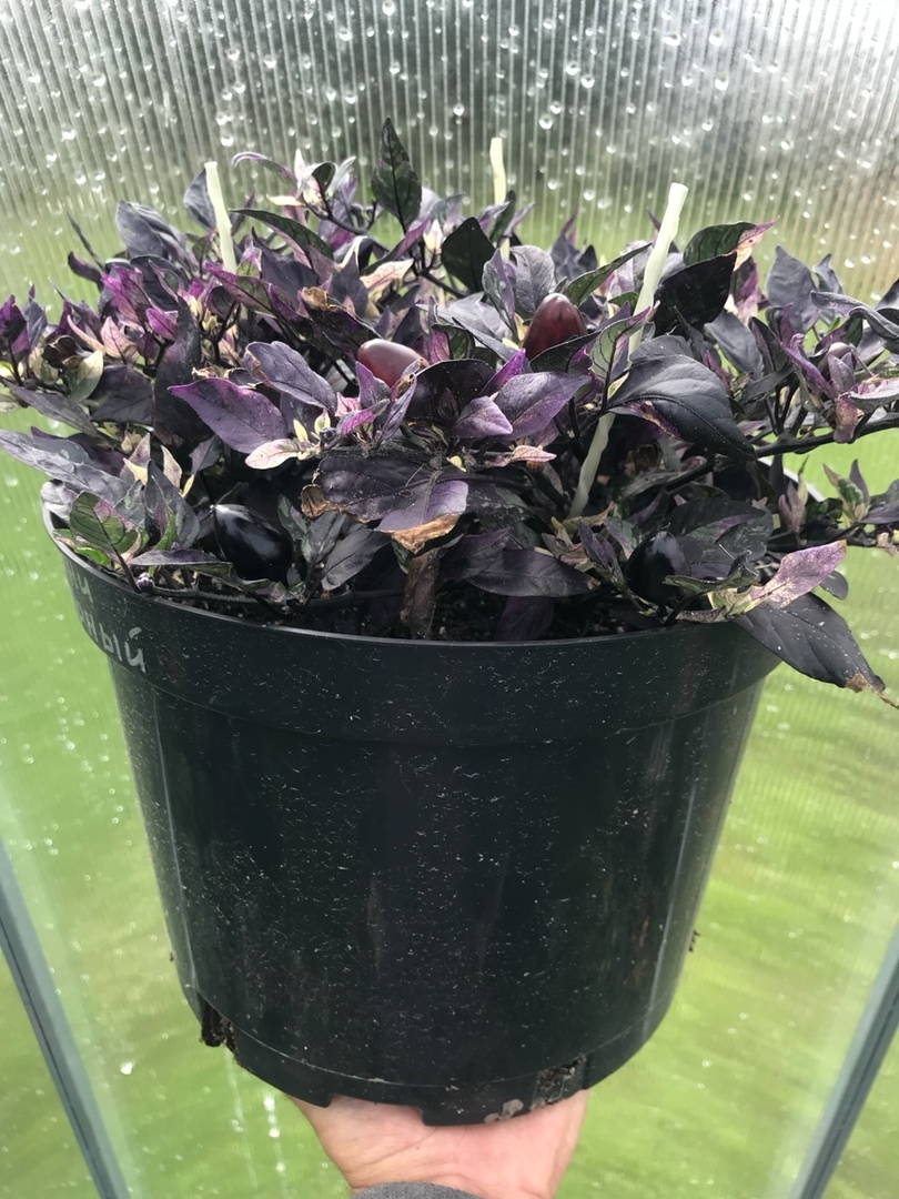 Семена острого перца Mini Purple