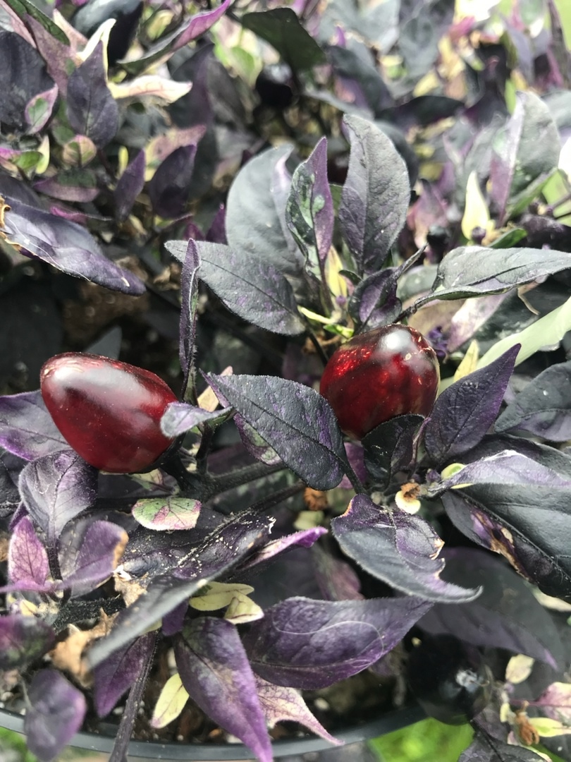 Выращивание острого перца Mini Purple - фото 2