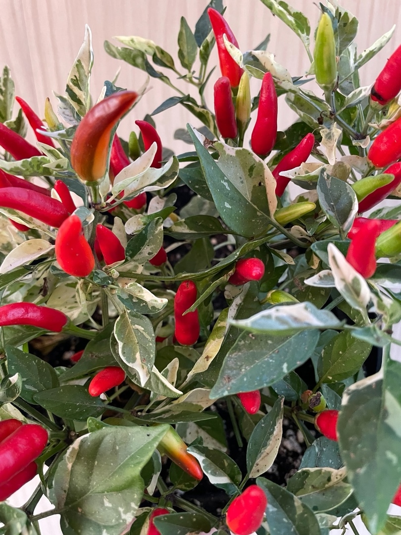 Семена острого перца Fiesta Green