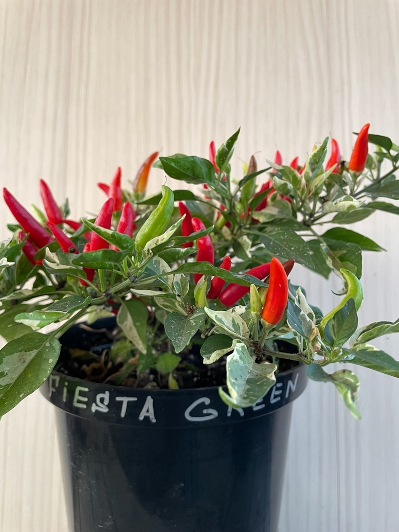 Выращивание острого перца Fiesta Green - фото 2
