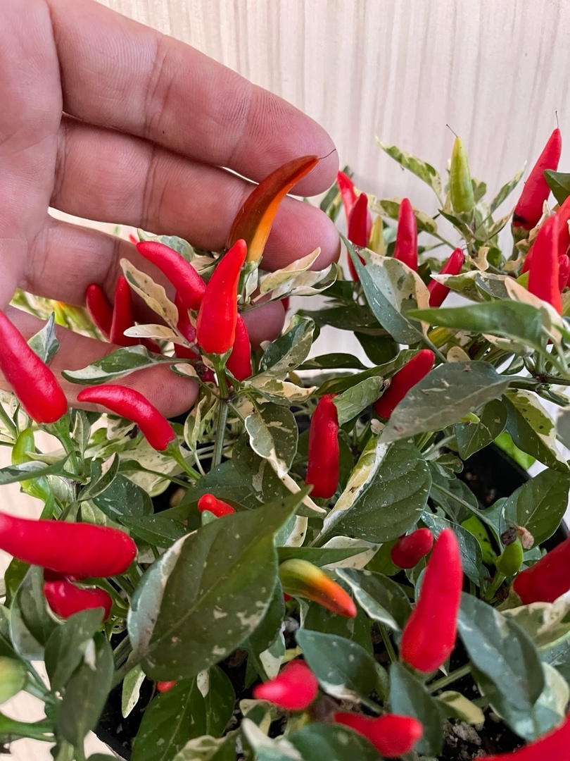 Сорт острого перца Fiesta Green - фото 3