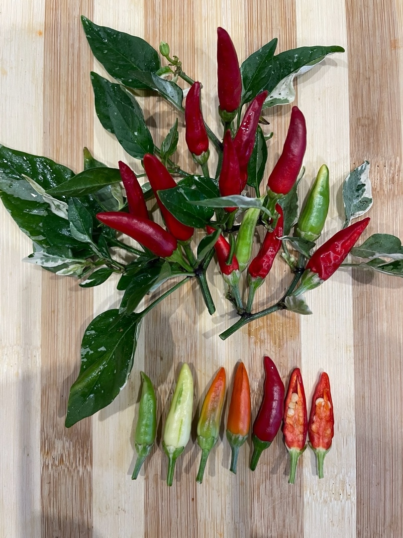 Плоды острого перца Fiesta Green - фото 4