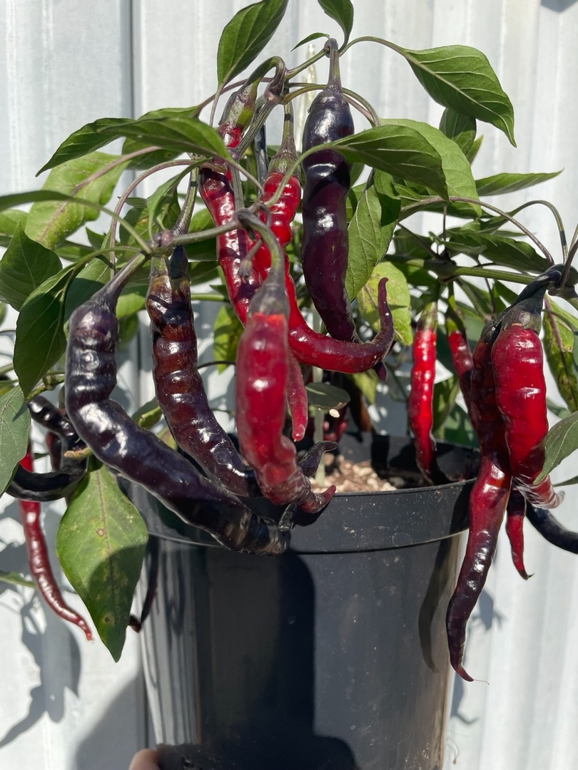 Семена острого перца Purple Thai Chili