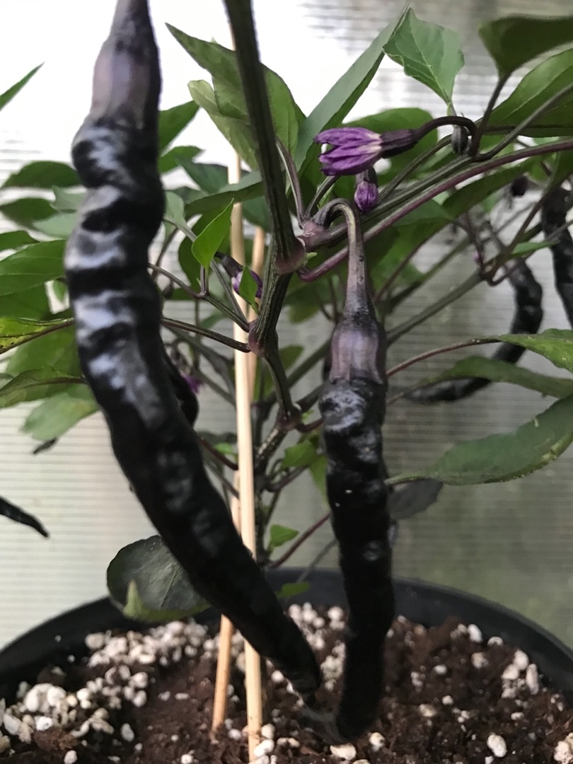 Выращивание острого перца Purple Thai Chili - фото 2