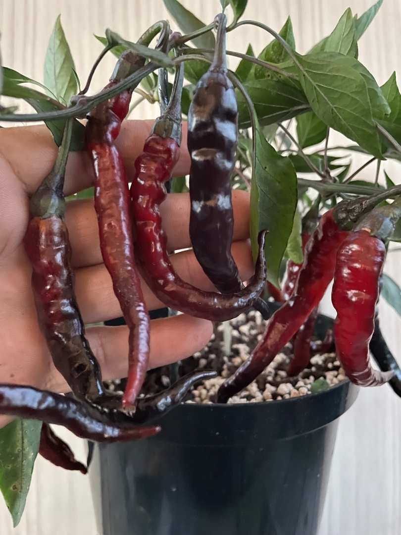 Плоды острого перца Purple Thai Chili - фото 4