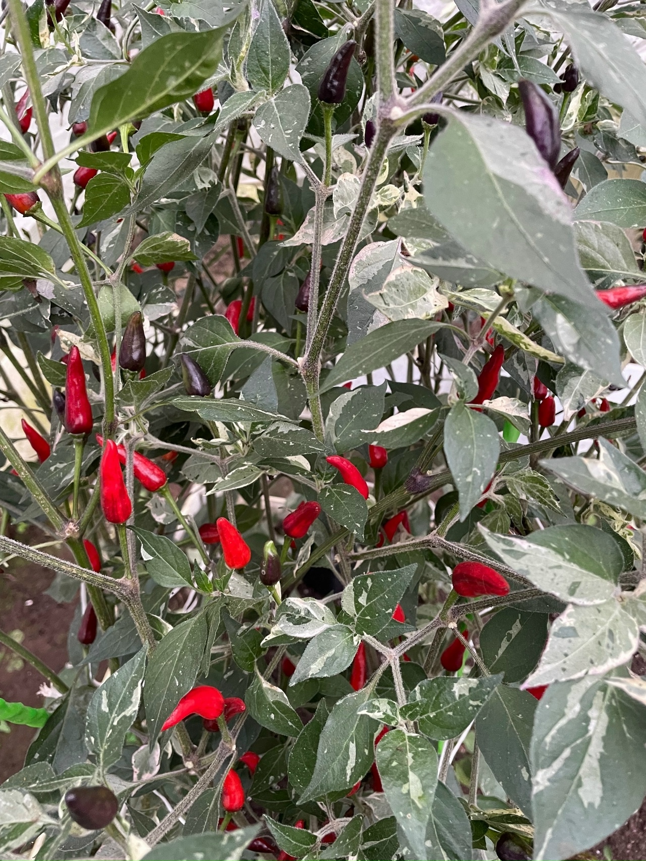 Семена острого перца Indonesian × Goats Weed