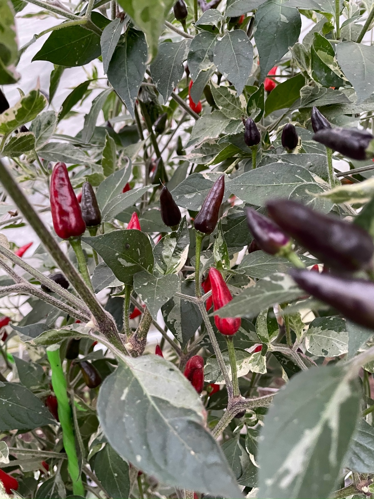 Выращивание острого перца Indonesian × Goats Weed - фото 2