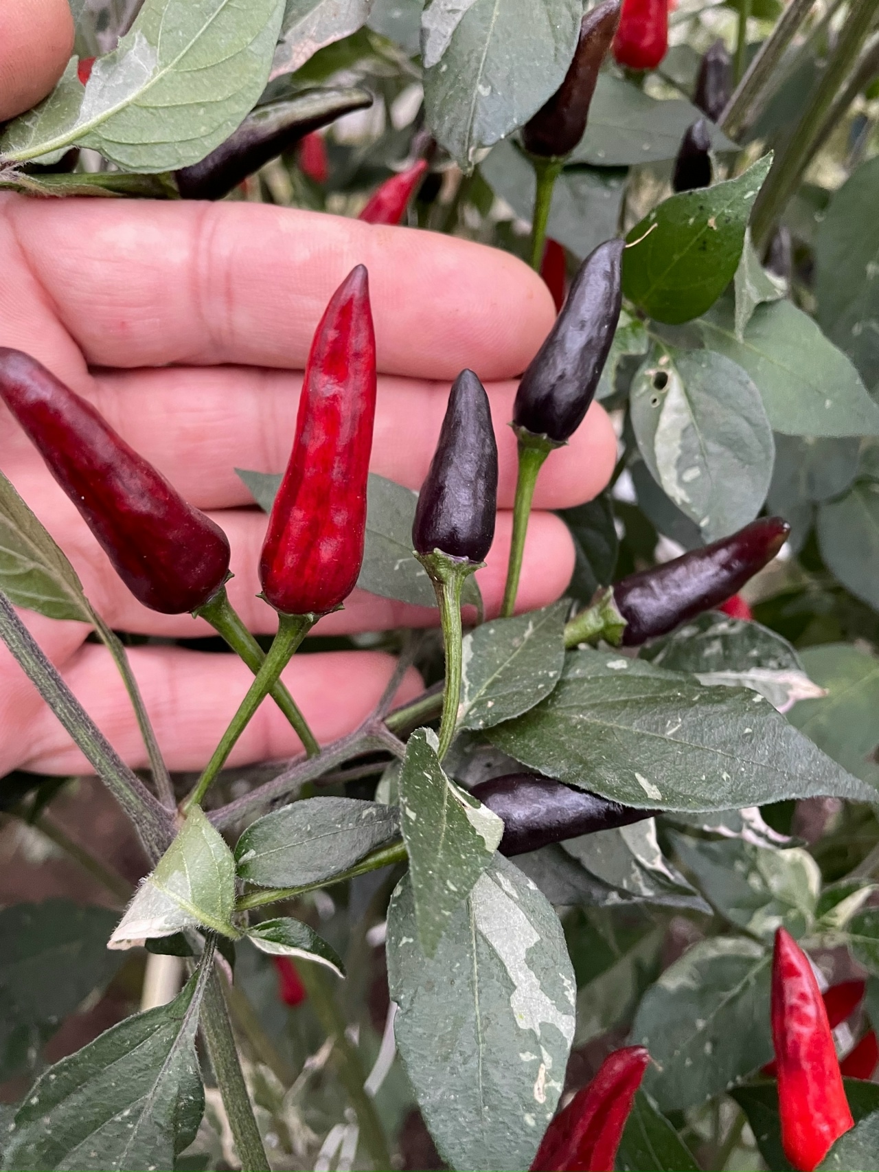 Сорт острого перца Indonesian × Goats Weed - фото 3