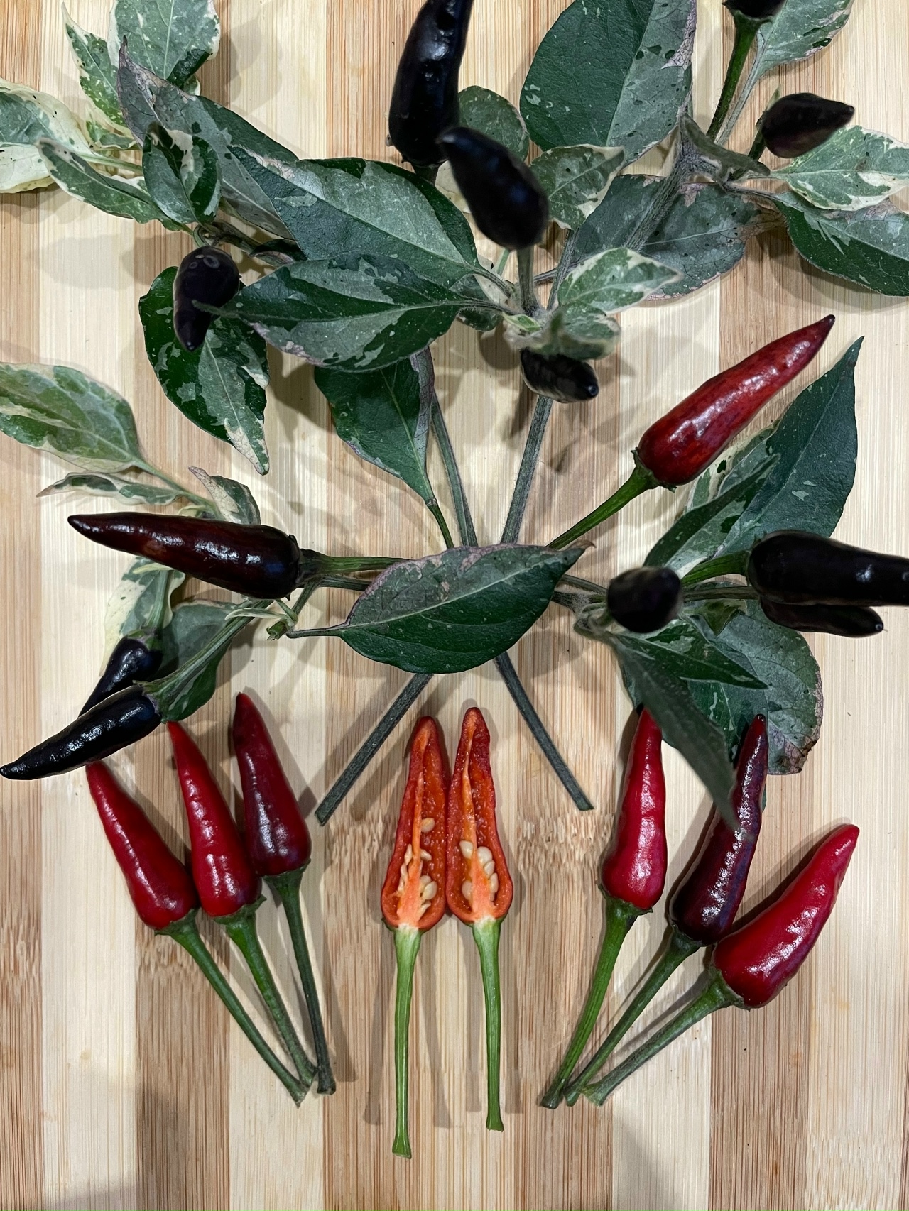 Плоды острого перца Indonesian × Goats Weed - фото 4