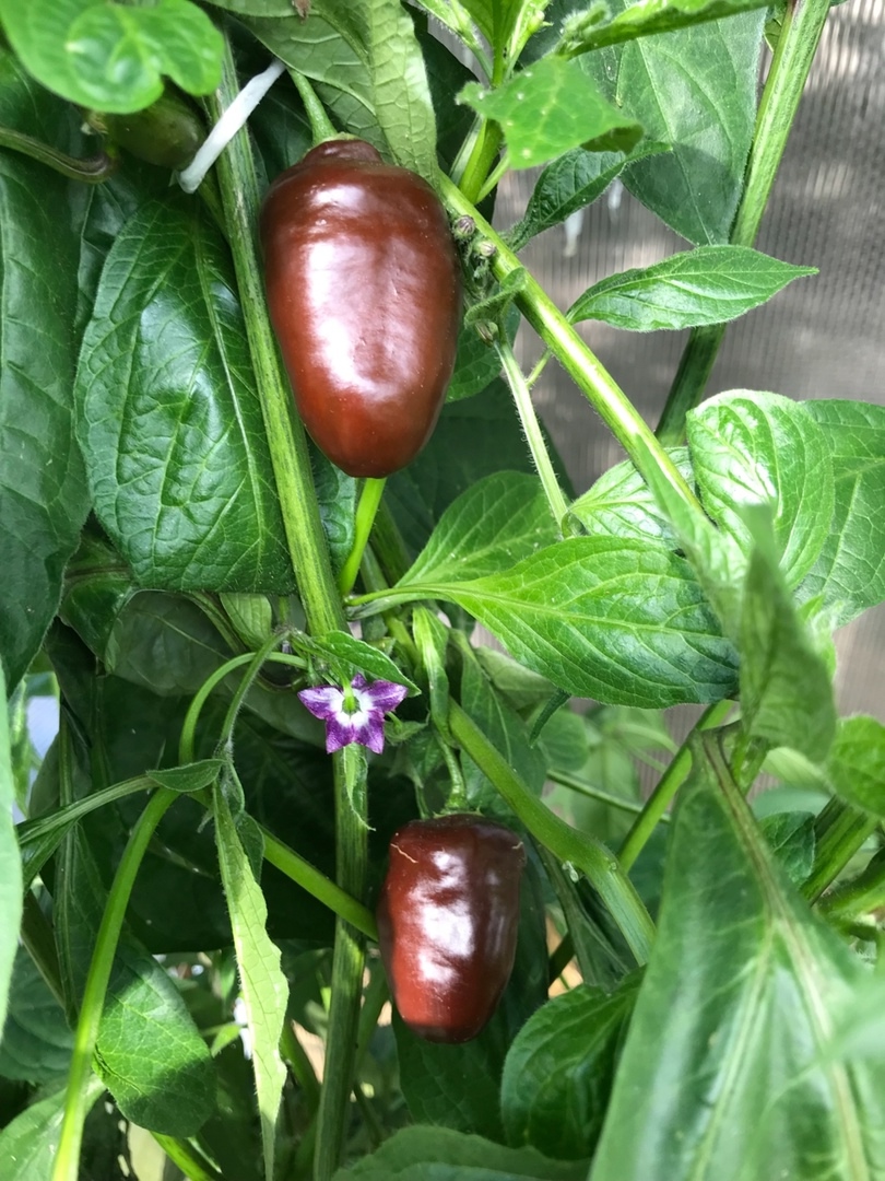 Семена острого перца Chocolate Rocoto X PS