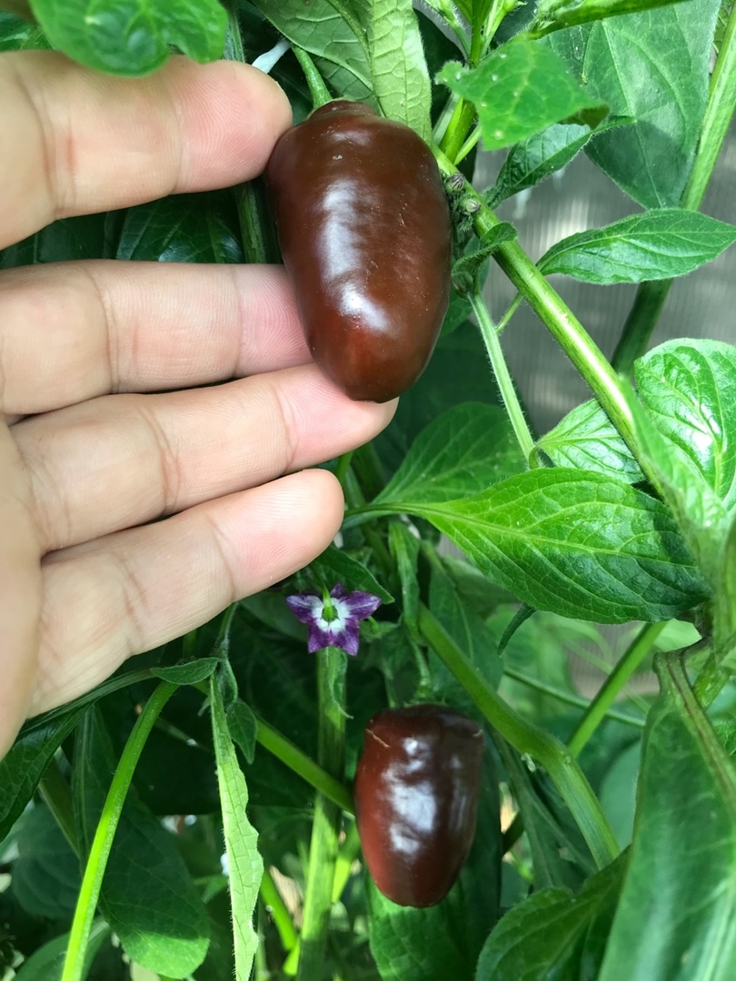 Выращивание острого перца Chocolate Rocoto X PS - фото 2