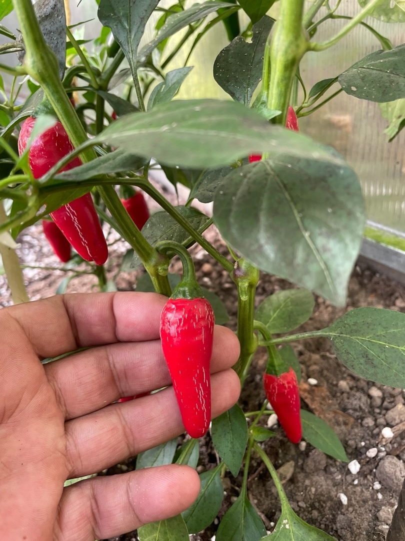 Семена острого перца Jalapeno Mini