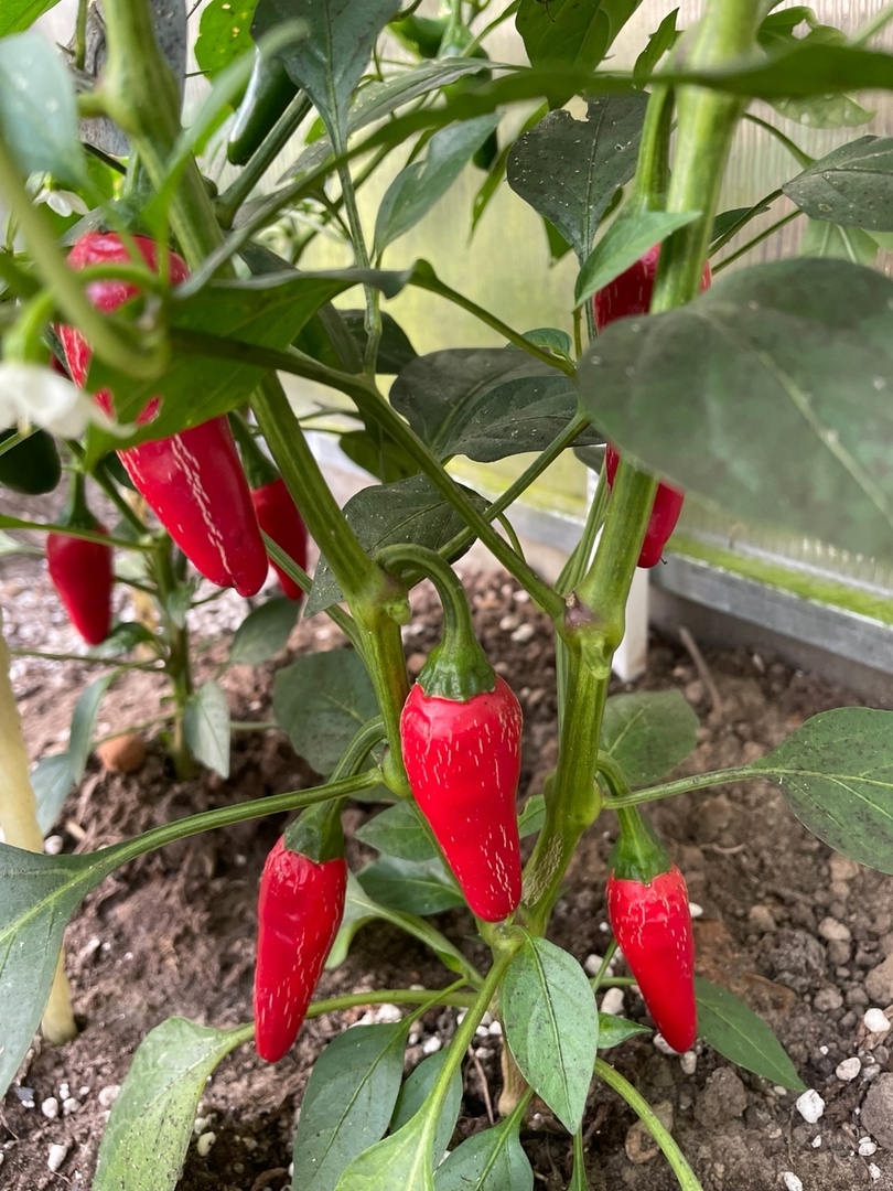 Выращивание острого перца Jalapeno Mini - фото 2