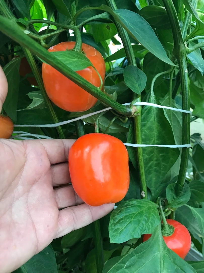 Семена острого перца Rocoto Marlene