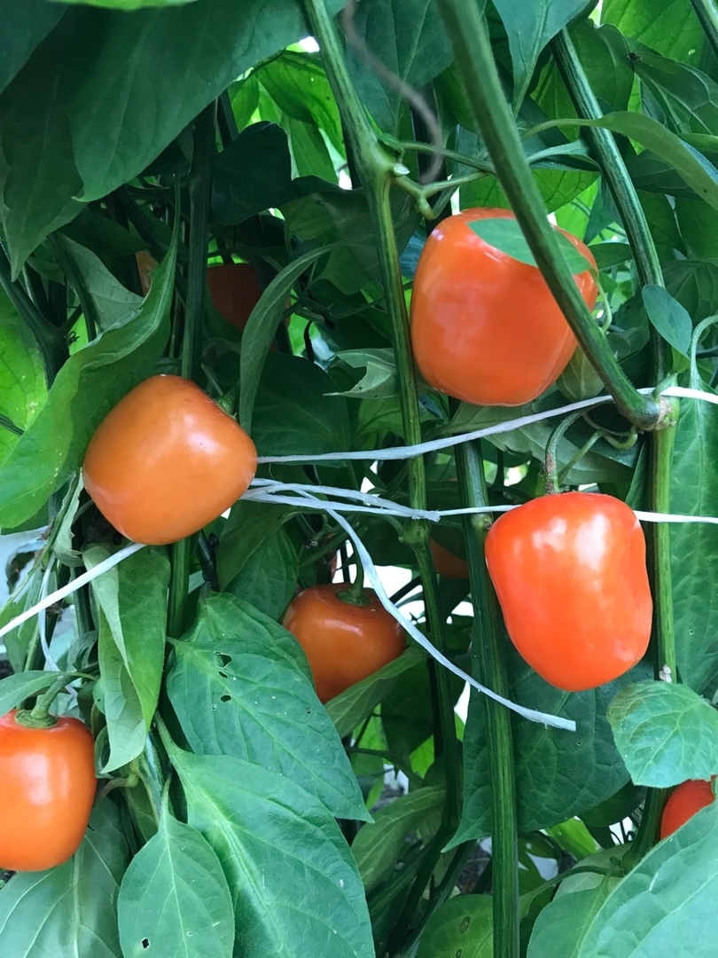 Выращивание острого перца Rocoto Marlene - фото 2