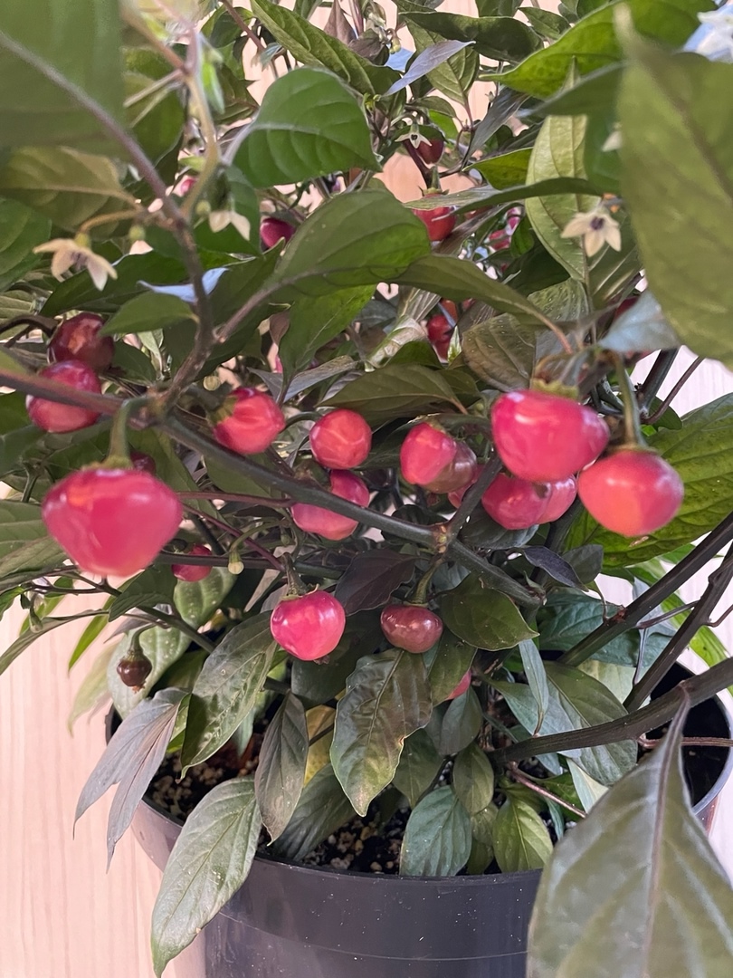 Семена острого перца Cheiro Roxa