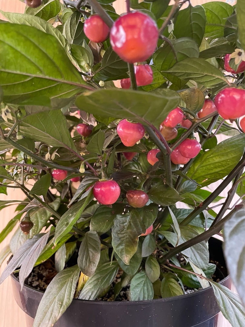 Выращивание острого перца Cheiro Roxa - фото 2