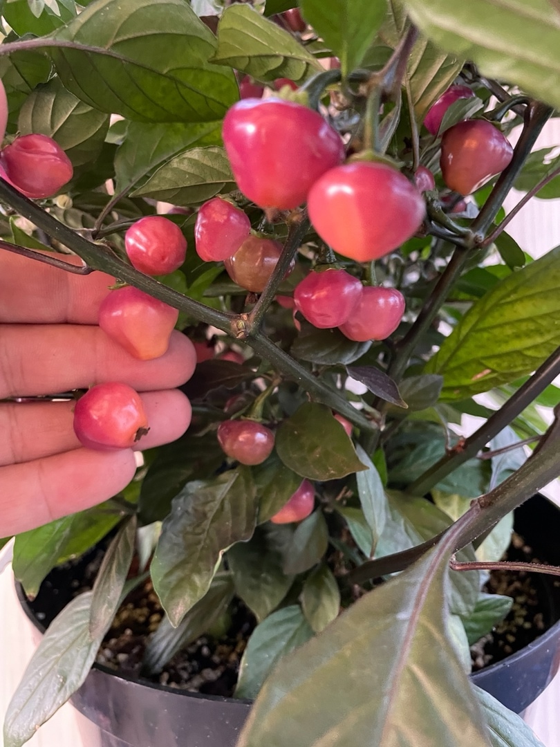 Сорт острого перца Cheiro Roxa - фото 3