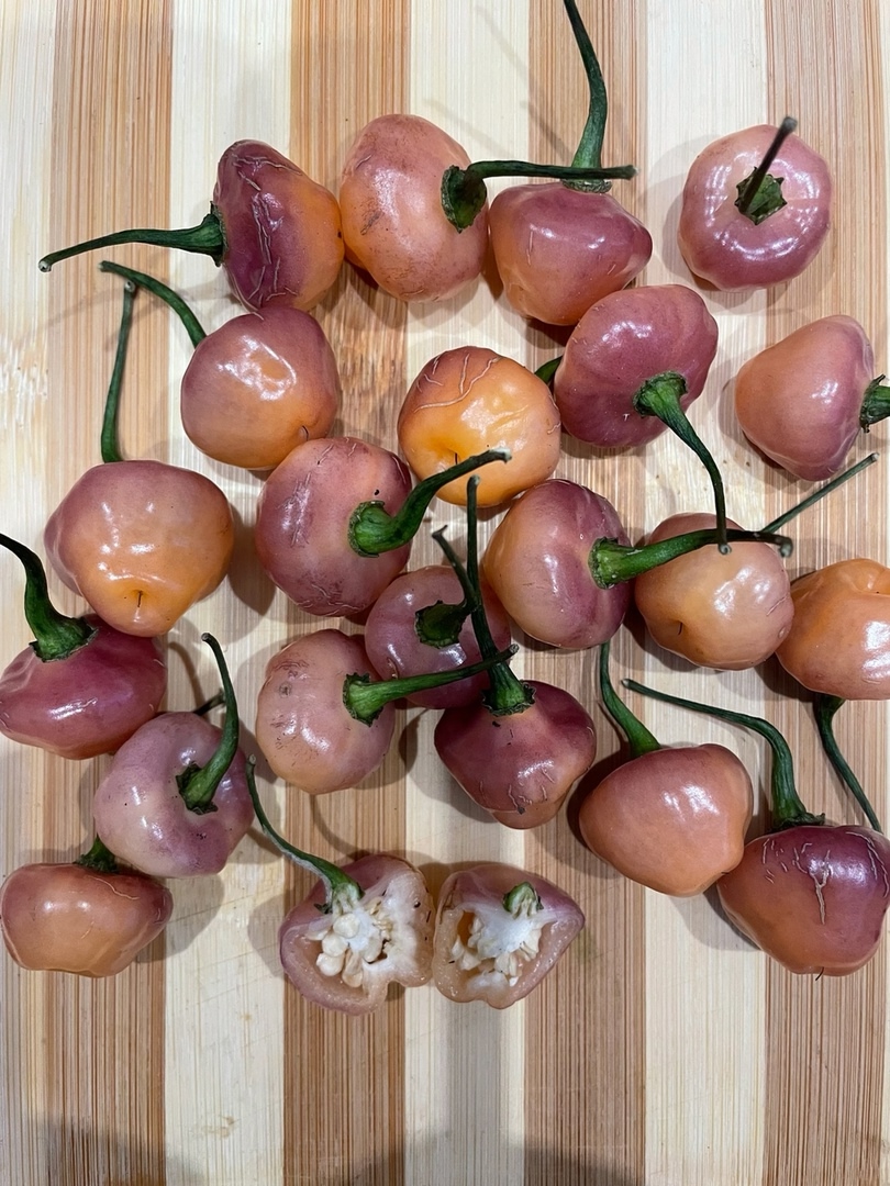 Плоды острого перца Cheiro Roxa - фото 4