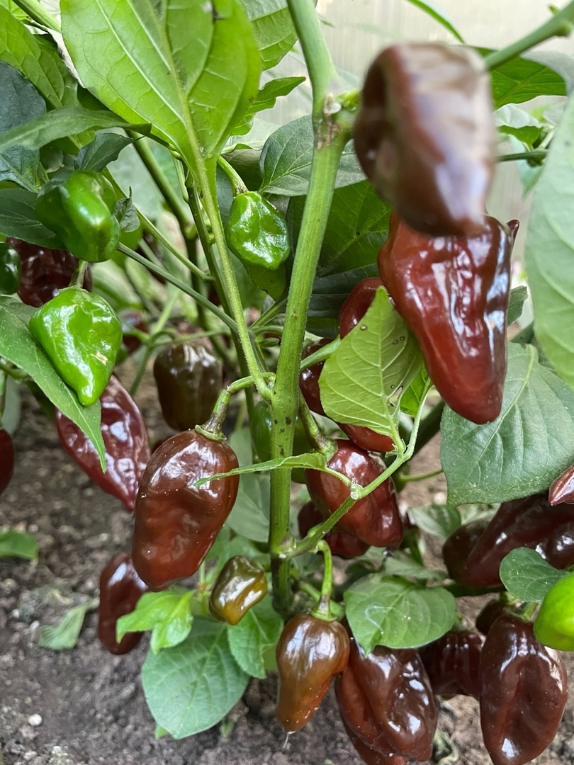 Семена острого перца Lawsken Chocolate