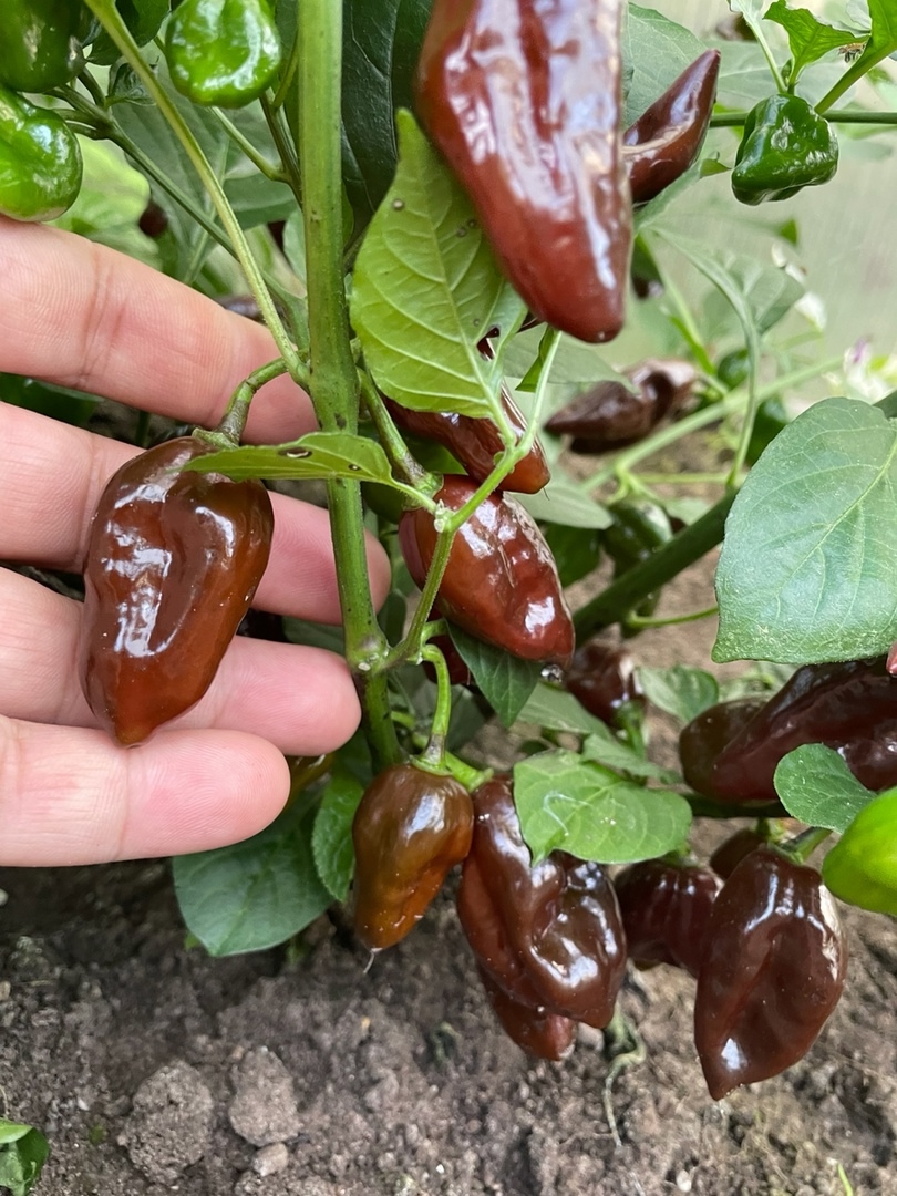 Выращивание острого перца Lawsken Chocolate - фото 2