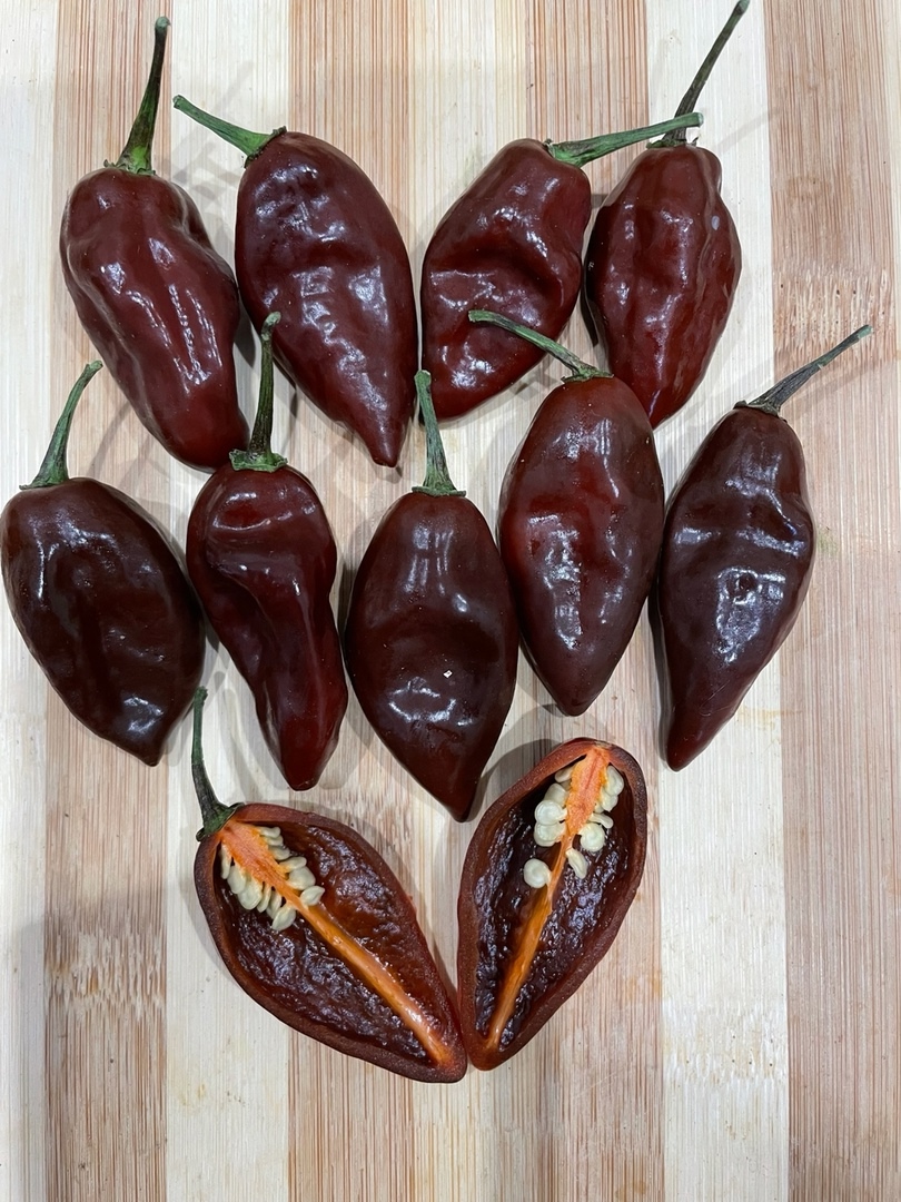 Сорт острого перца Lawsken Chocolate - фото 3