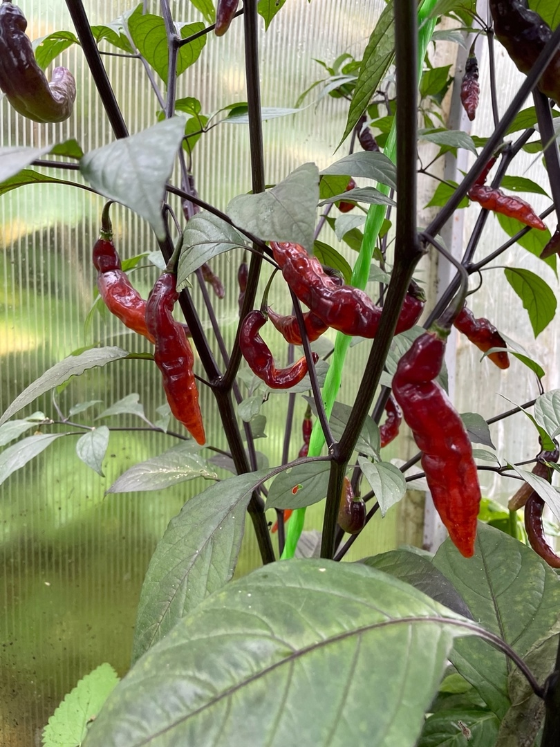 Выращивание острого перца Murupi Purple - фото 2