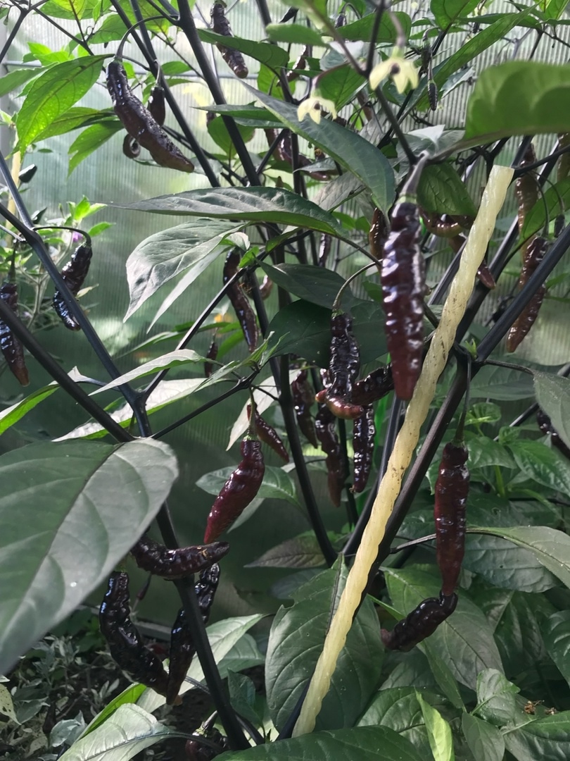 Сорт острого перца Murupi Purple - фото 3