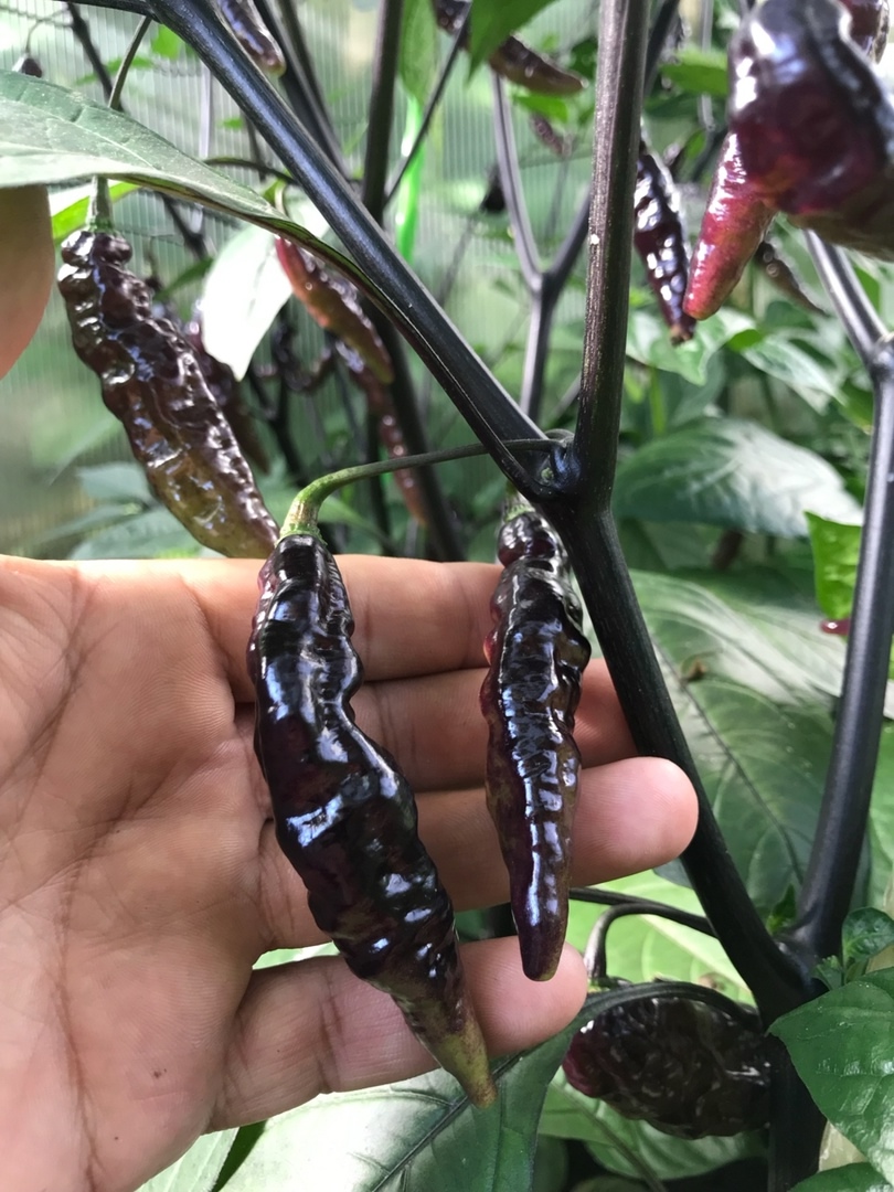 Плоды острого перца Murupi Purple - фото 4