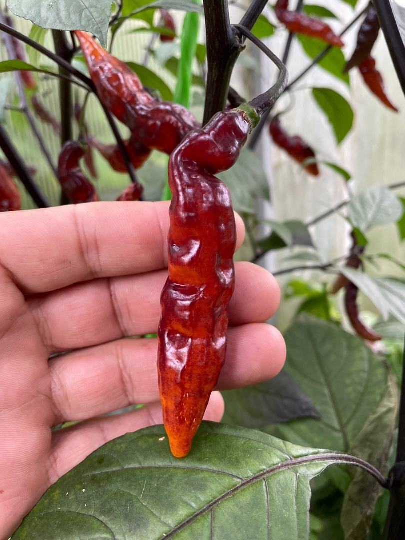 Что вырастает из семян острого перца Murupi Purple - фото 5