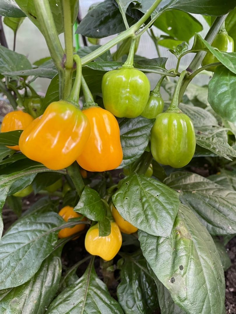 Семена острого перца Habanero Orange Apple