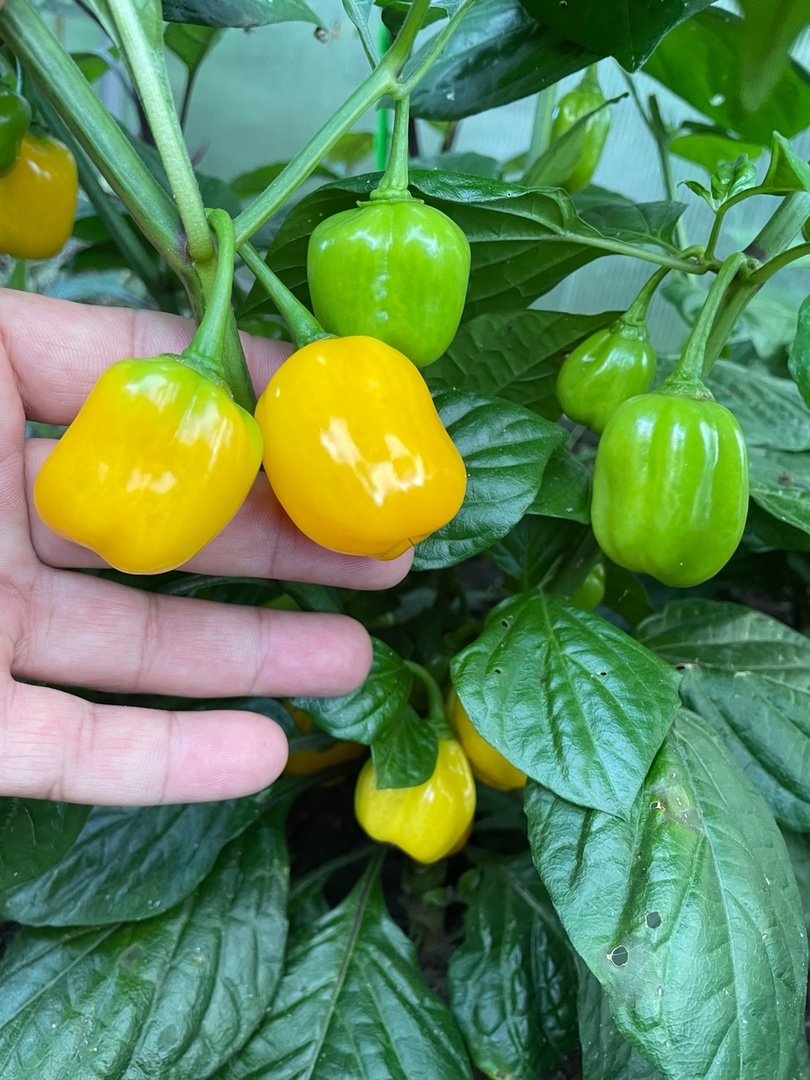 Выращивание острого перца Habanero Orange Apple - фото 2