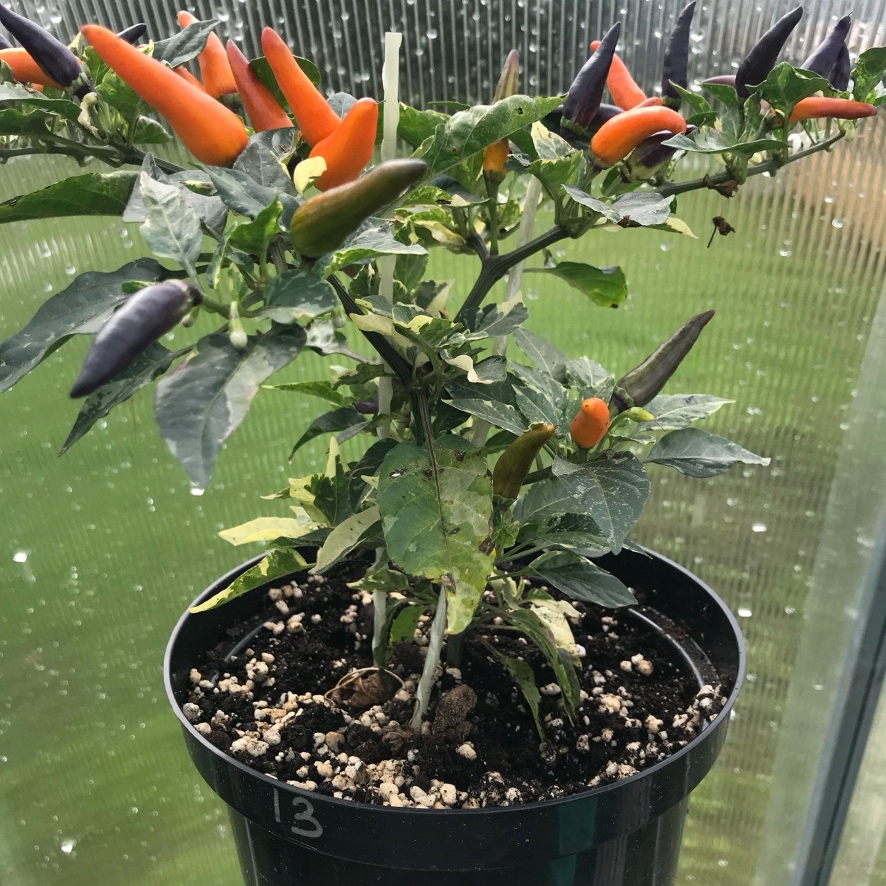 Семена острого перца Indonesian × Sweet Sunshine