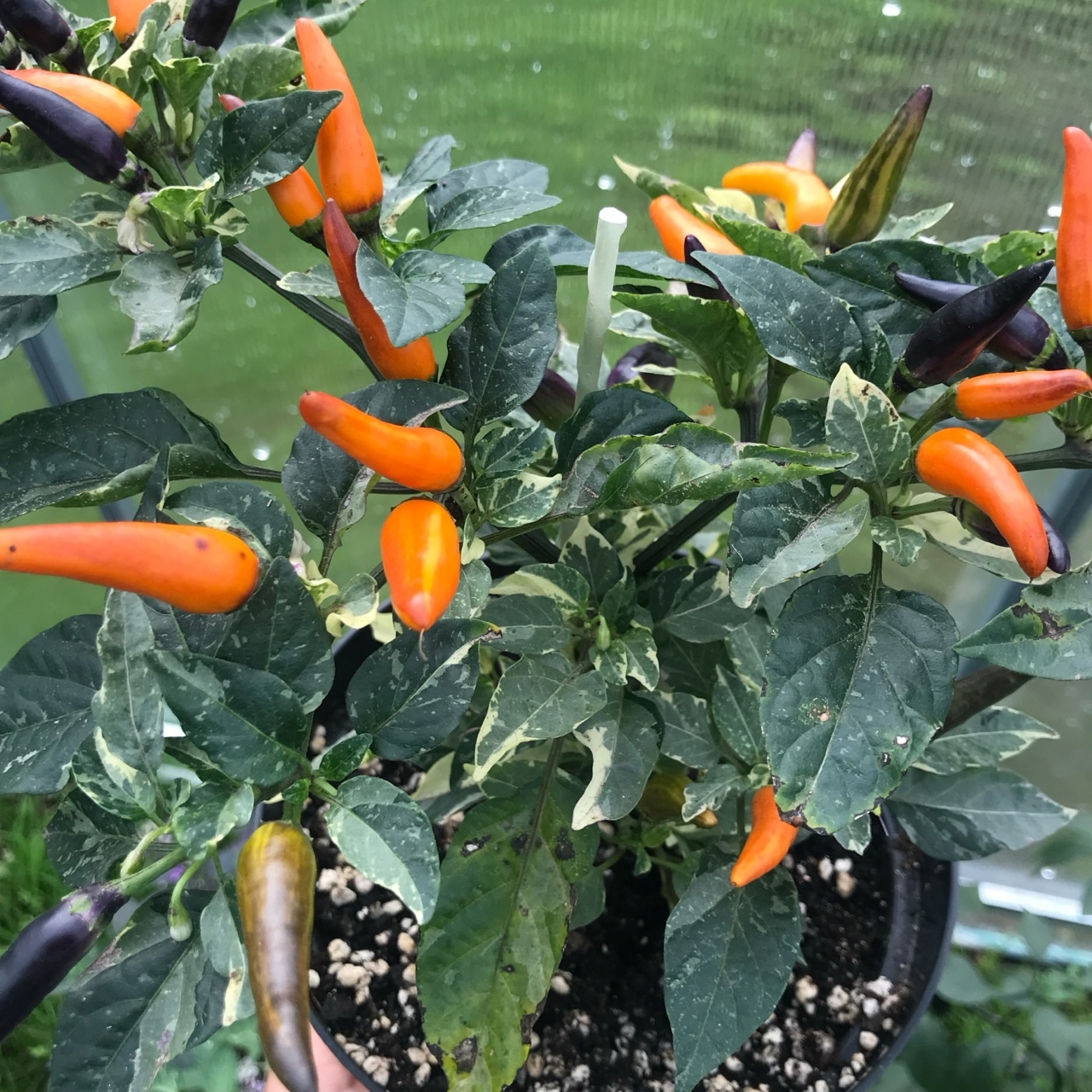 Выращивание острого перца Indonesian × Sweet Sunshine - фото 2