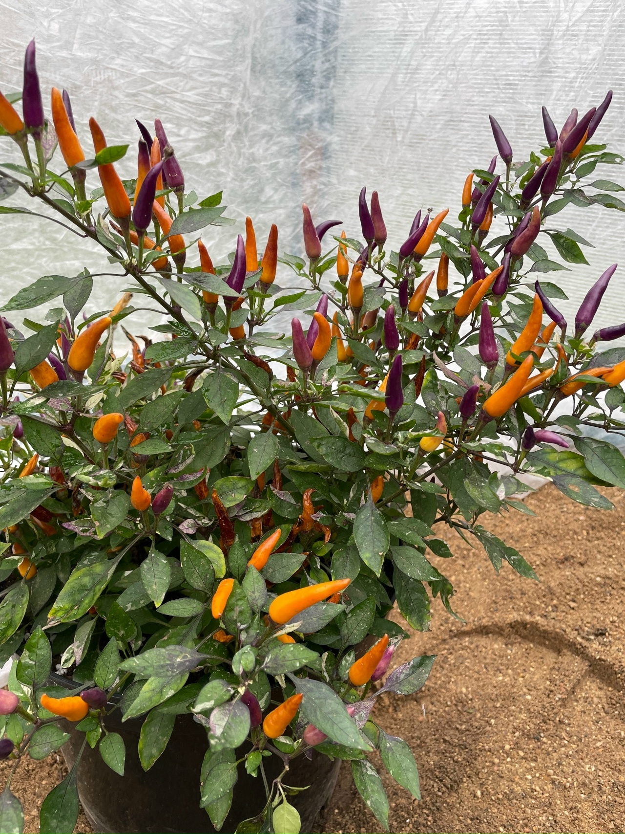 Семена острого перца Dreamcatcher x Medusa Orange