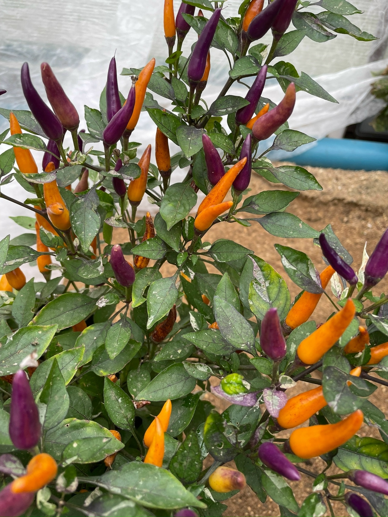 Выращивание острого перца Dreamcatcher x Medusa Orange - фото 2