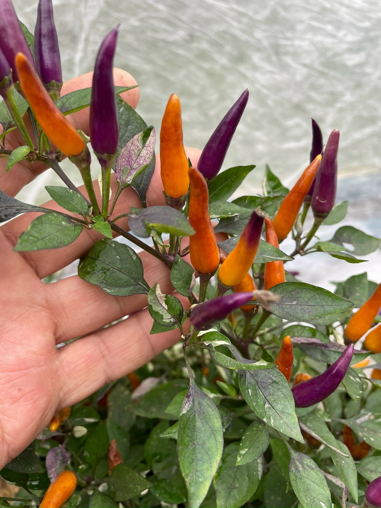 Сорт острого перца Dreamcatcher x Medusa Orange - фото 3