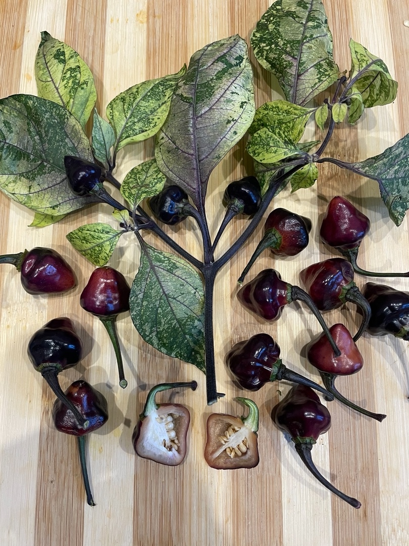 Семена острого перца Black Peach Chupetinho x Ninfadora