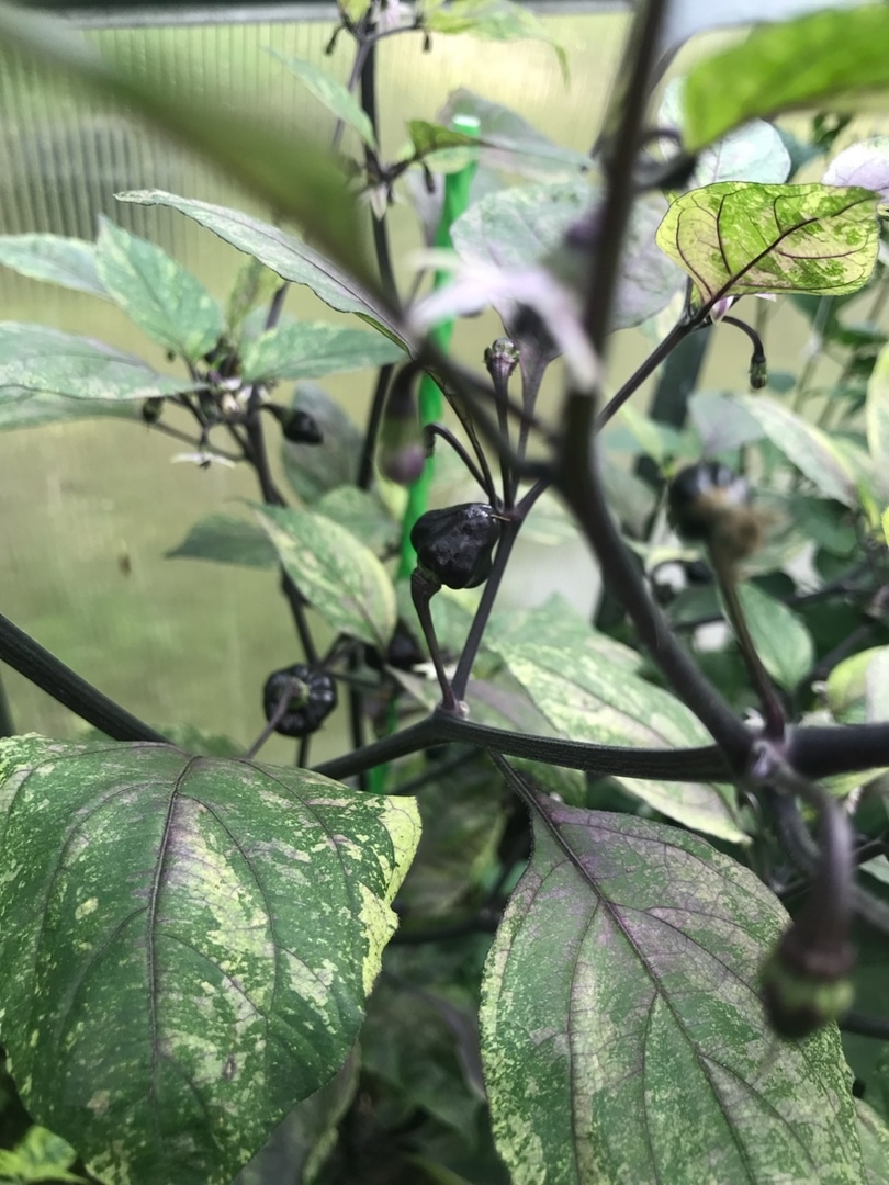 Выращивание острого перца Black Peach Chupetinho x Ninfadora - фото 2