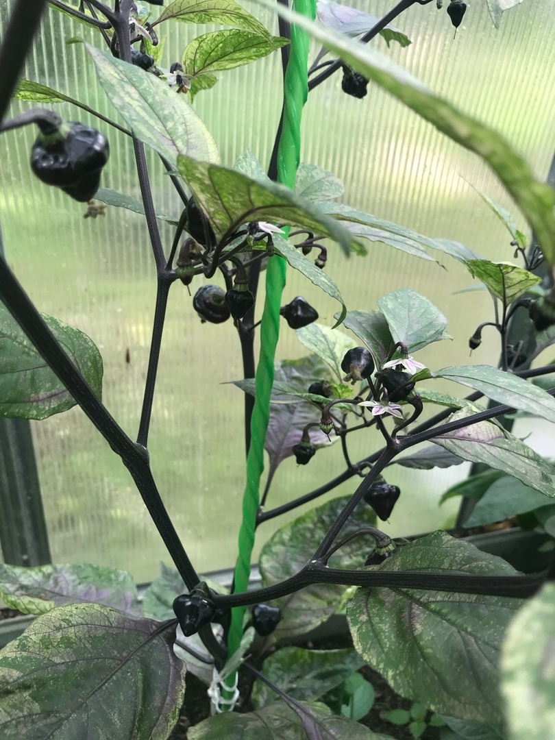 Сорт острого перца Black Peach Chupetinho x Ninfadora - фото 3