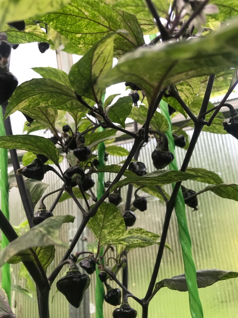 Плоды острого перца Black Peach Chupetinho x Ninfadora - фото 4