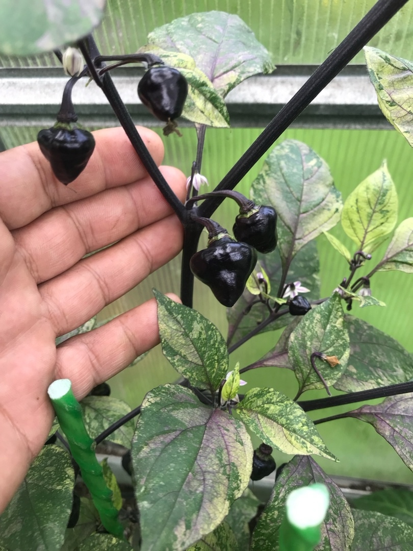Что вырастает из семян острого перца Black Peach Chupetinho x Ninfadora - фото 5