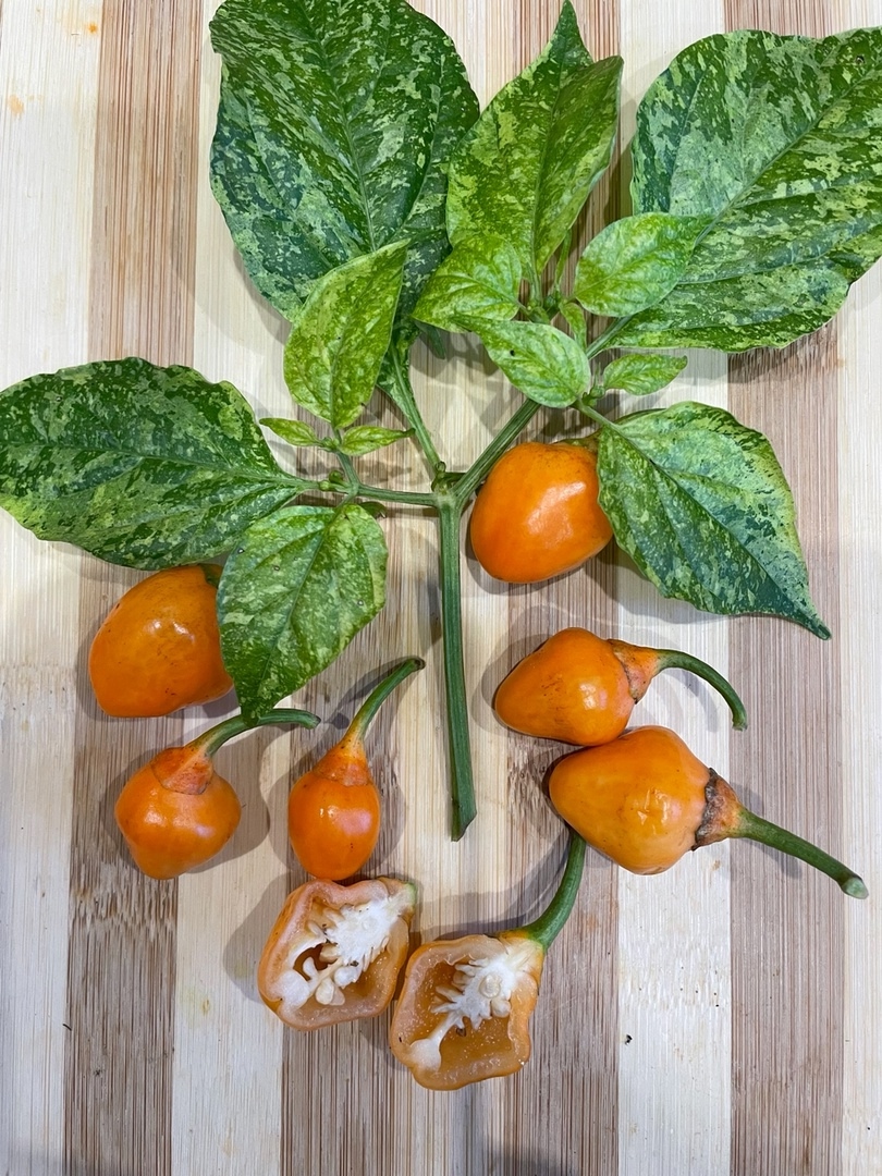 Семена острого перца BBG x Ninfadora