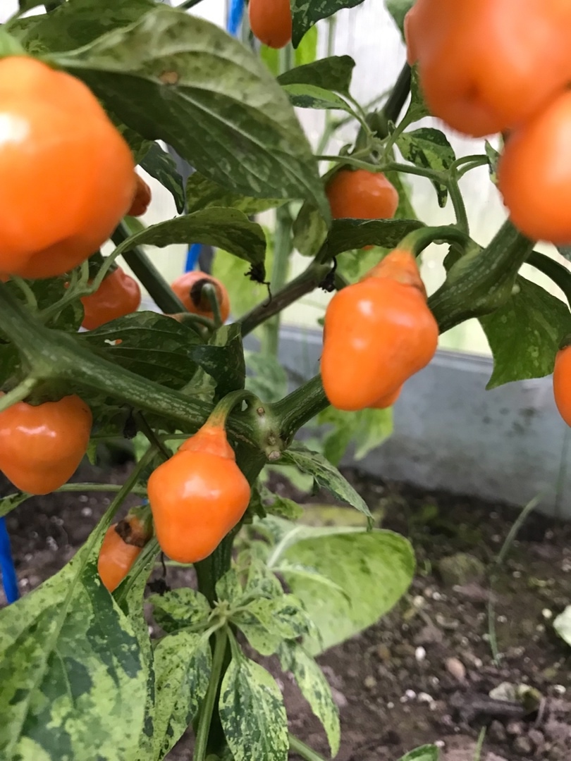 Выращивание острого перца BBG x Ninfadora - фото 2